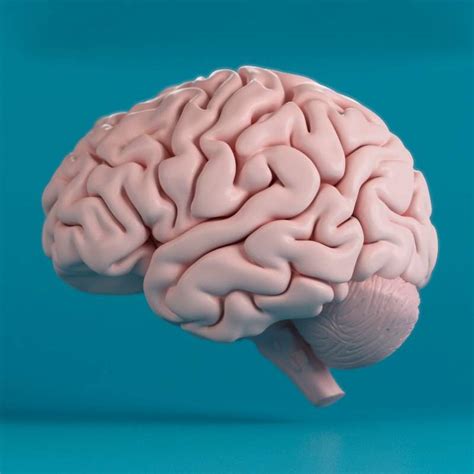 picture of animated brain|3d view of human brain.